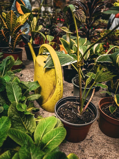 A close-up view of a garden area featuring various potted plants, including leafy green and variegated plants with broad, textured leaves. The soil in the pots appears moist and well-maintained. In th